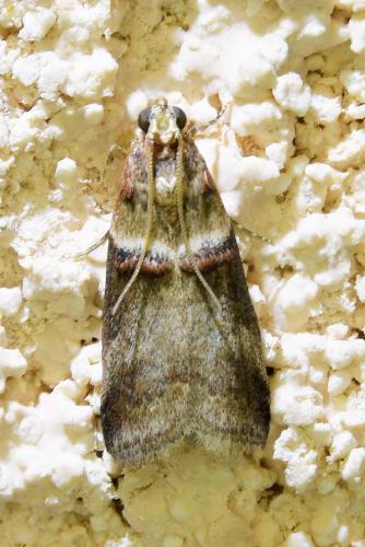 Réf. 334 155 : Acrobasis tumidana